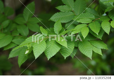 ブナ 橅 椈 シロブナ Fagus crenata ブナ 橅 椈 シロブナ Fagus crenata 11035208