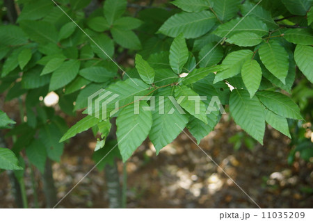 ブナ　橅　椈　シロブナ　Fagus crenata 11035209