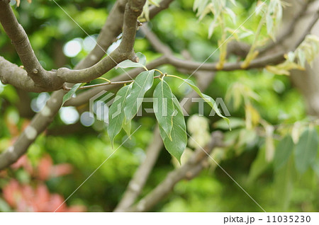 アカガシ 赤樫 オオガシ オオバガシ Quercus acuta アカガシ 赤樫 オオガシ オオバガシ Quercus acuta 11035230