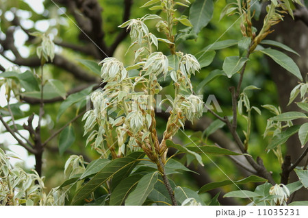 アカガシ 赤樫 オオガシ オオバガシ Quercus acuta アカガシ 赤樫 オオガシ オオバガシ Quercus acuta 11035231