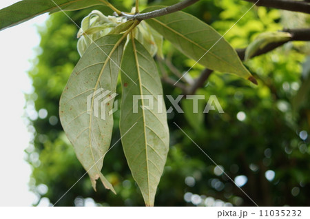 アカガシ 赤樫 オオガシ オオバガシ Quercus acuta アカガシ 赤樫 オオガシ オオバガシ Quercus acuta 11035232