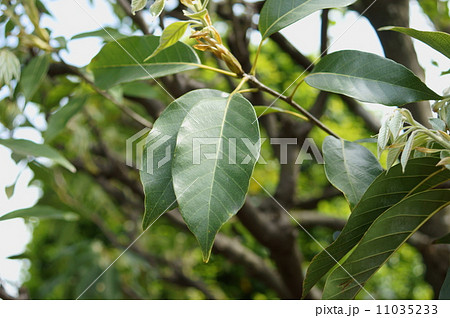 アカガシ　赤樫　オオガシ　オオバガシ　Quercus acuta 11035233