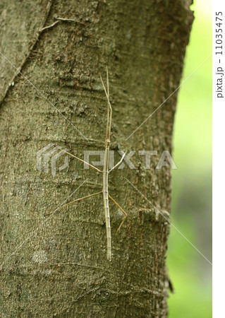 ナナフシ 11035475