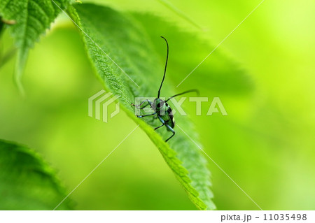 ラミーカミキリ 11035498