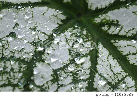 葉っぱの上の水滴 11035638