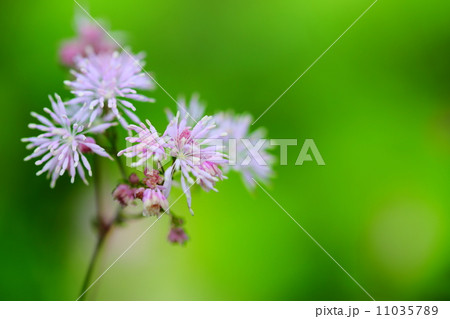 絶滅危惧植物 ムラサキカラマツ(絶滅危惧IB類(EN)) 絶滅危惧植物 ムラサキカラマツ(絶滅危惧IB類(EN)) 11035789