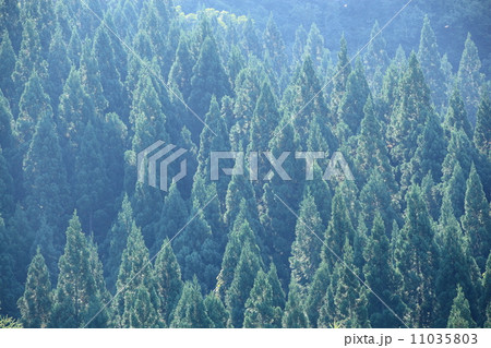 杉の美林 杉の美林 11035803