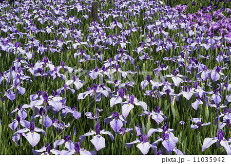 ショウブ　紬娘 11035942