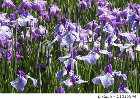 ショウブ　紬娘 11035944