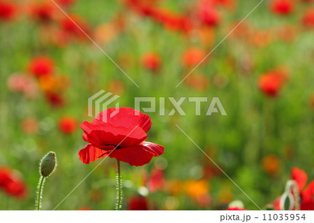 ポピー ポピー 11035954