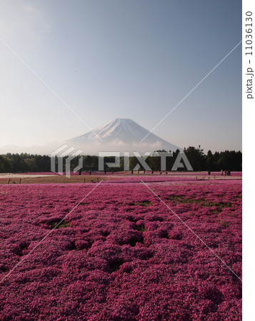 富士山と芝桜 11036130