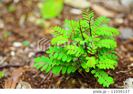 絶滅危惧植物　ハナコミカンボク　（絶滅危惧IＢ類(EN)） 11036137
