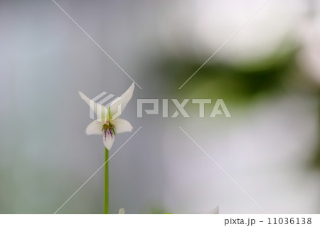 絶滅危惧植物　オリヅルスミレ（野生絶滅種(EW)） 11036138