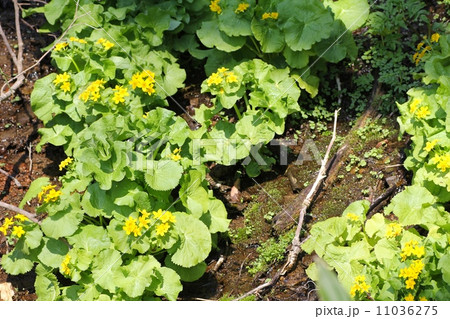 京極町ふきだし公園の水辺の花　北海道旅行 11036275