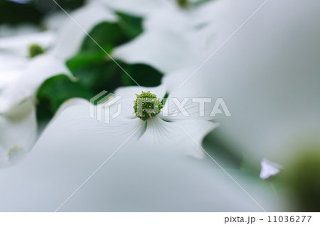 山法師の頭巾 山法師の頭巾 11036277