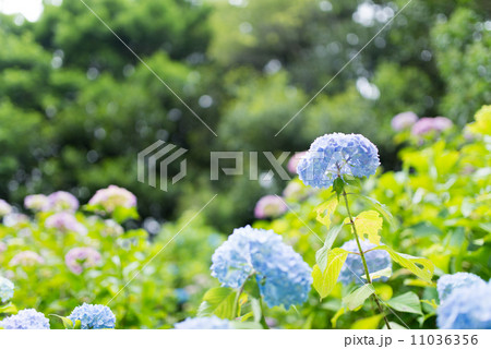 ヒメアジサイ 11036356