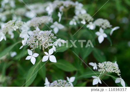 アジサイ天城甘茶 11036357