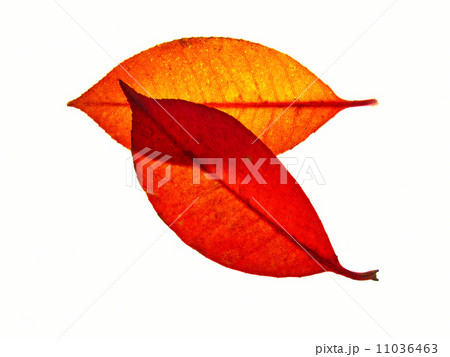 落ち葉 11036463