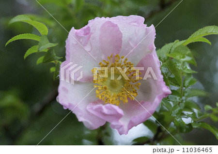 サンショウバラ 11036465