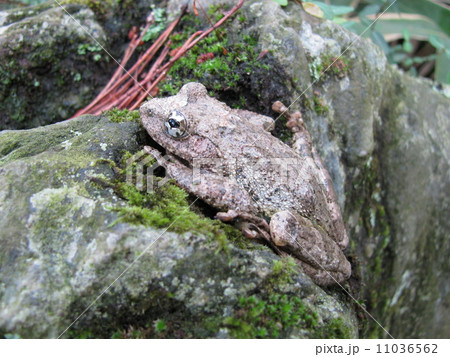 カジカガエル 11036562