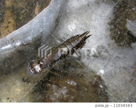 氷付けのヤゴ 11036563