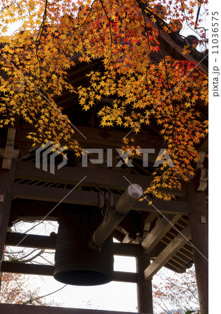 常寂光寺　紅葉 11036575