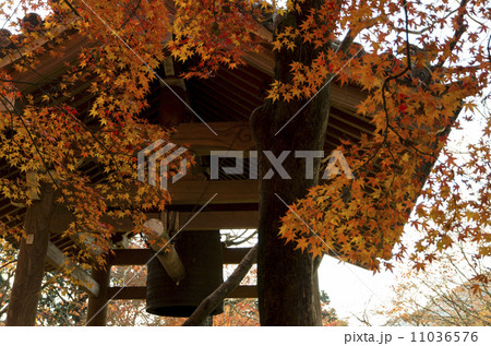 常寂光寺 紅葉 常寂光寺 紅葉 11036576