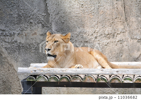 ライオン 11036682