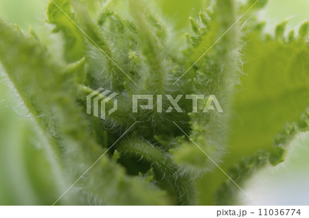 胡瓜の幼葉 11036774