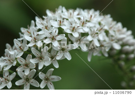 自然 植物 オカトラノオの花 自然 植物 オカトラノオの花 11036790