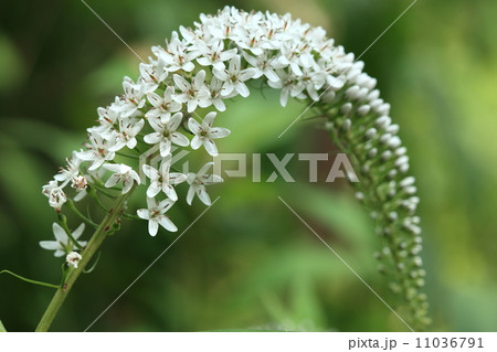 自然　植物　オカトラノオの総状花序 11036791