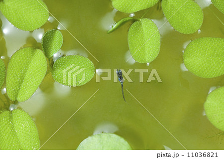 幹之メダカの稚魚 11036821