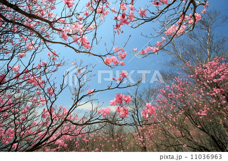 袈裟丸山のアカヤシオツツジ群落 11036963