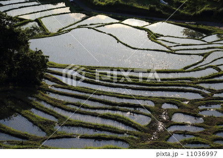 棚田 11036997