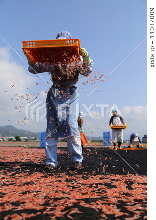 桜海老 桜海老 11037009
