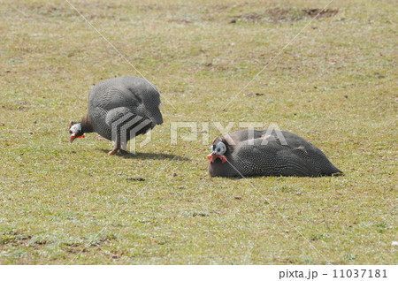 仲良し２羽のホロホロチョウ 11037181
