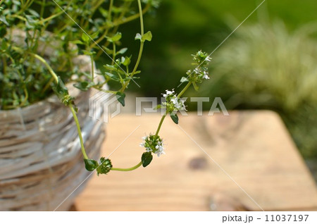 タイムの花 11037197