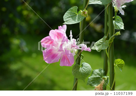 変わり咲き朝顔 11037199