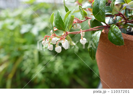 チェッカーベリーの花 11037201