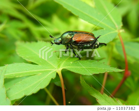 もみじとマメコガネ 11037382