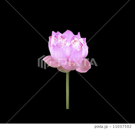 Lotus isolated on black background. 11037502