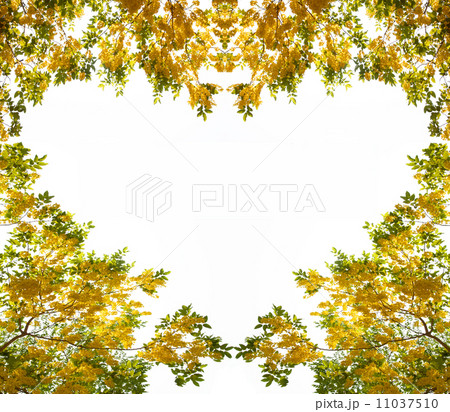 yellow flowers in heart shape yellow flowers in heart shape 11037510
