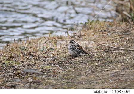 たたずむツグミ 11037566