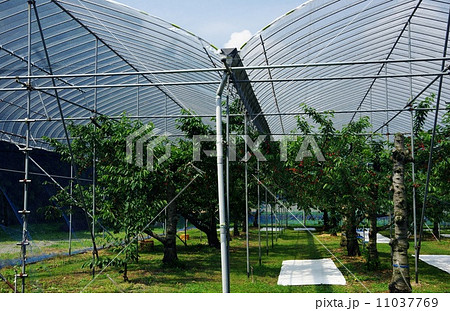 サクランボの栽培 サクランボ農園 サクランボの栽培 サクランボ農園 11037769