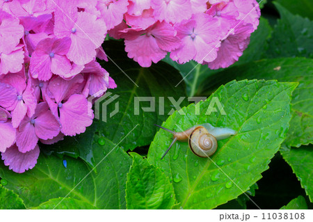 あじさい寺 久留米 千光寺の紫陽花の写真素材