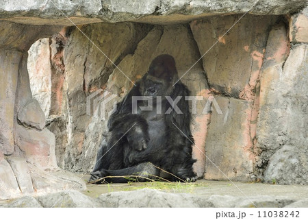 ゴリラ ゴリラ 11038242