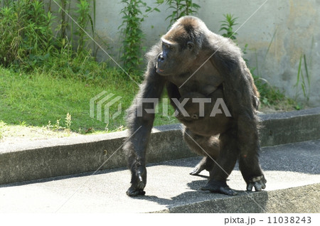 ゴリラ 11038243