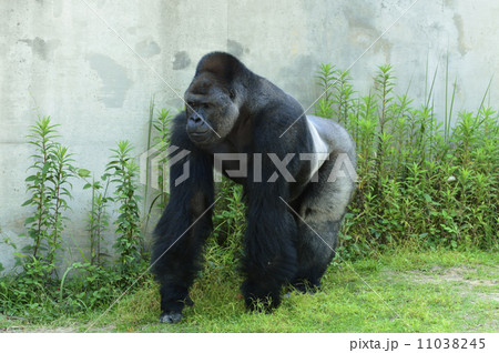 ゴリラ ゴリラ 11038245