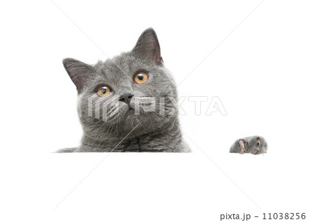 cat with yellow eyes on a white background cat with yellow eyes on a white background 11038256
