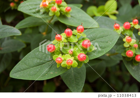 ヒペリカム ヒペリカム 11038413